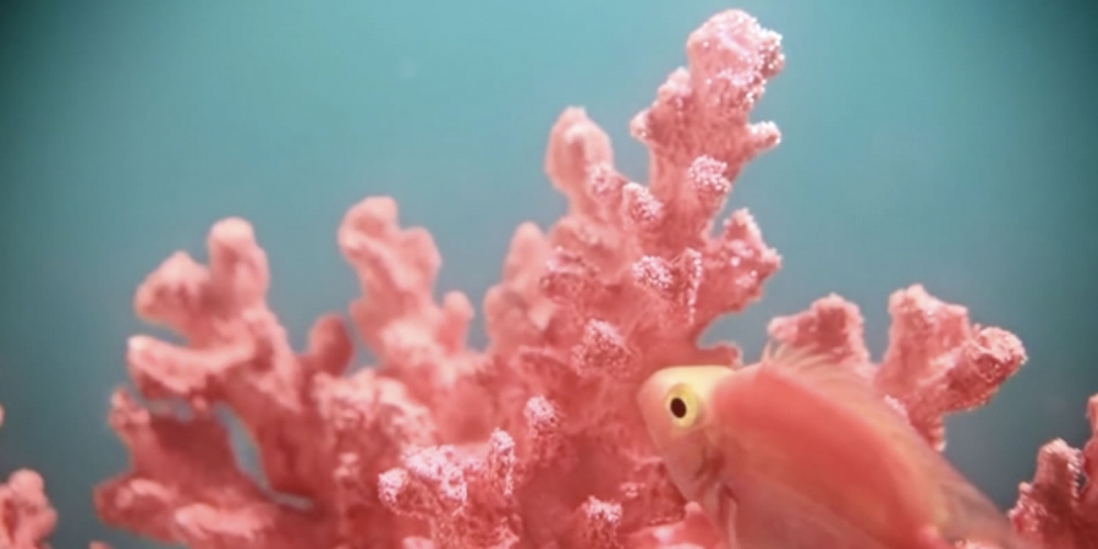 Living coral: A cor de 2019